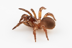 Aliatypus erebus