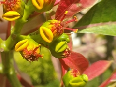 Euphorbia pulcherrima