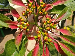 Euphorbia pulcherrima