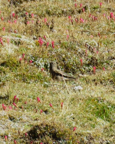 Olivaceous Thornbill