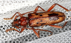 Phoracantha
