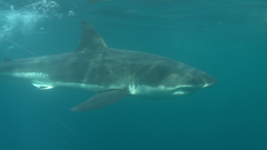 Carcharodon carcharias