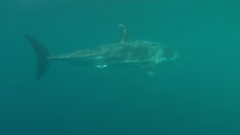 Carcharodon carcharias