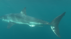 Carcharodon carcharias