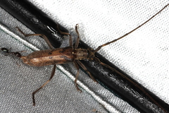 Didymocantha obliqua