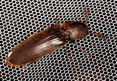 Pseudotetralobus