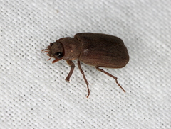 Maechidius