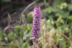 Francoa appendiculata