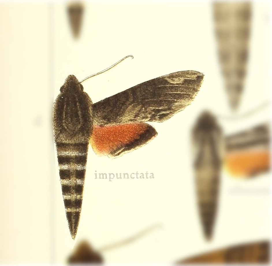 Erinnyis impunctata