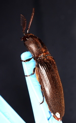 Pseudotetralobus