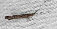 Stenobiella