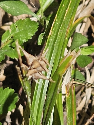 Giant Sedge (Carex gigantea)