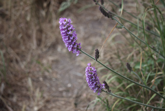 Francoa appendiculata