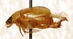 Anomala schaefferi
