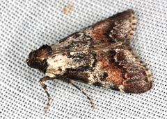 Orthaga rubridiscalis