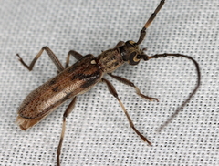 Didymocantha obliqua