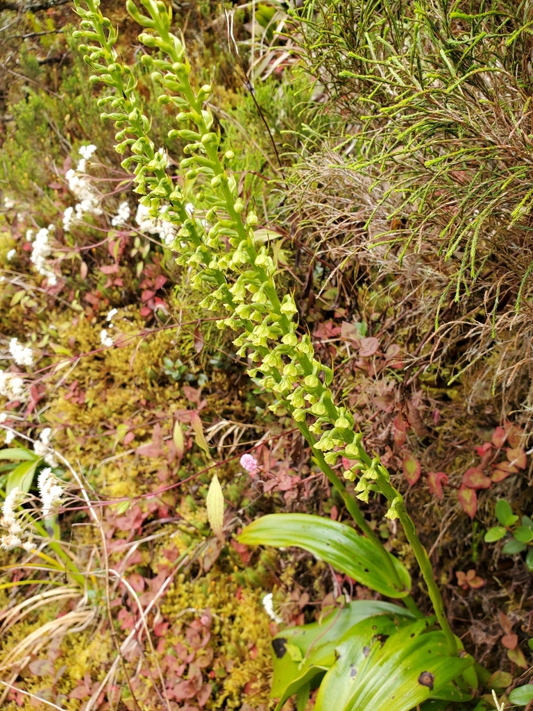 Benthamia chlorantha