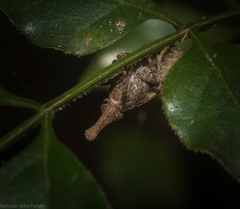 Eurinopsyche obscurata