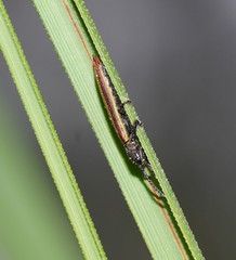Eurispa vittata