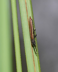 Eurispa vittata
