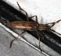 Didymocantha obliqua