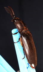 Pseudotetralobus