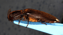 Pseudotetralobus