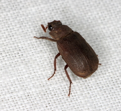 Maechidius