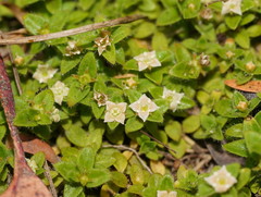 Mitrasacme serpyllifolia