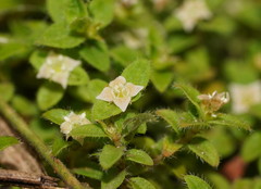 Mitrasacme serpyllifolia