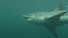 Carcharodon carcharias