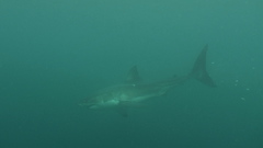 Carcharodon carcharias