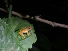 Dendropsophus werneri