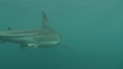 Carcharodon carcharias