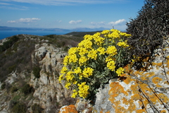 Leucade Yellow Alyssum (Aurinia leucadea)