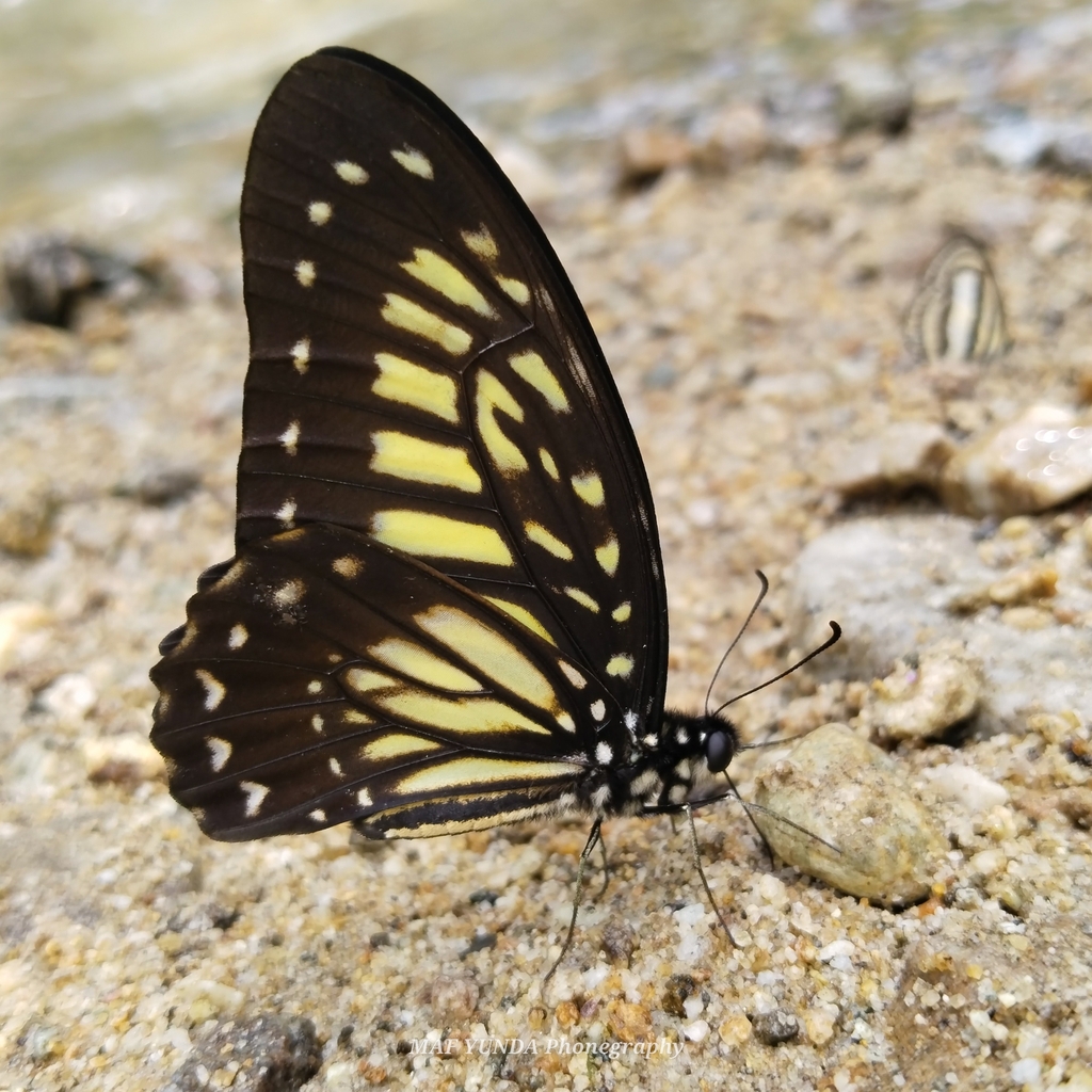 Yellow Zebra