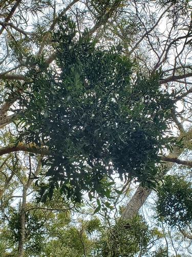 Triplet Mistletoe (Viscum triflorum)