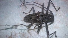 Macropophora accentifer