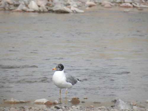 Pallas's Gull