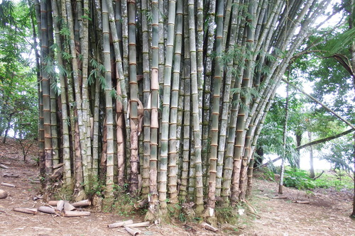 Image of Dendrocalamus asper by (c) Anna Hess, some rights reserved (CC BY)