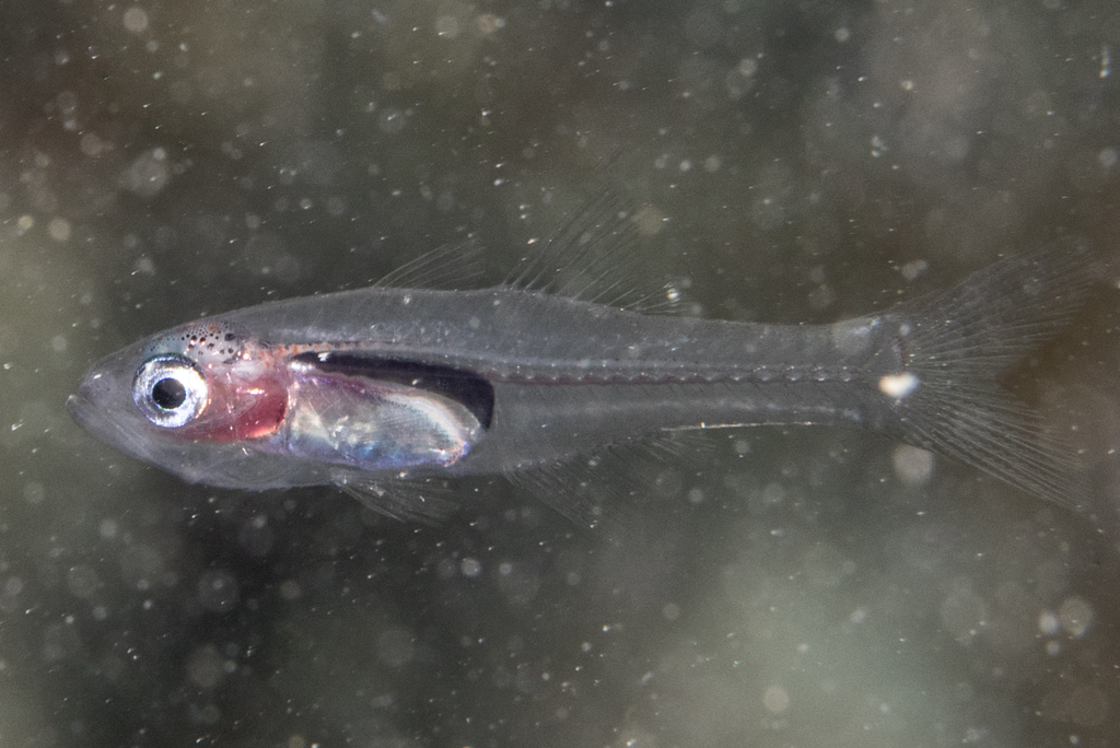 Frail Cardinalfish