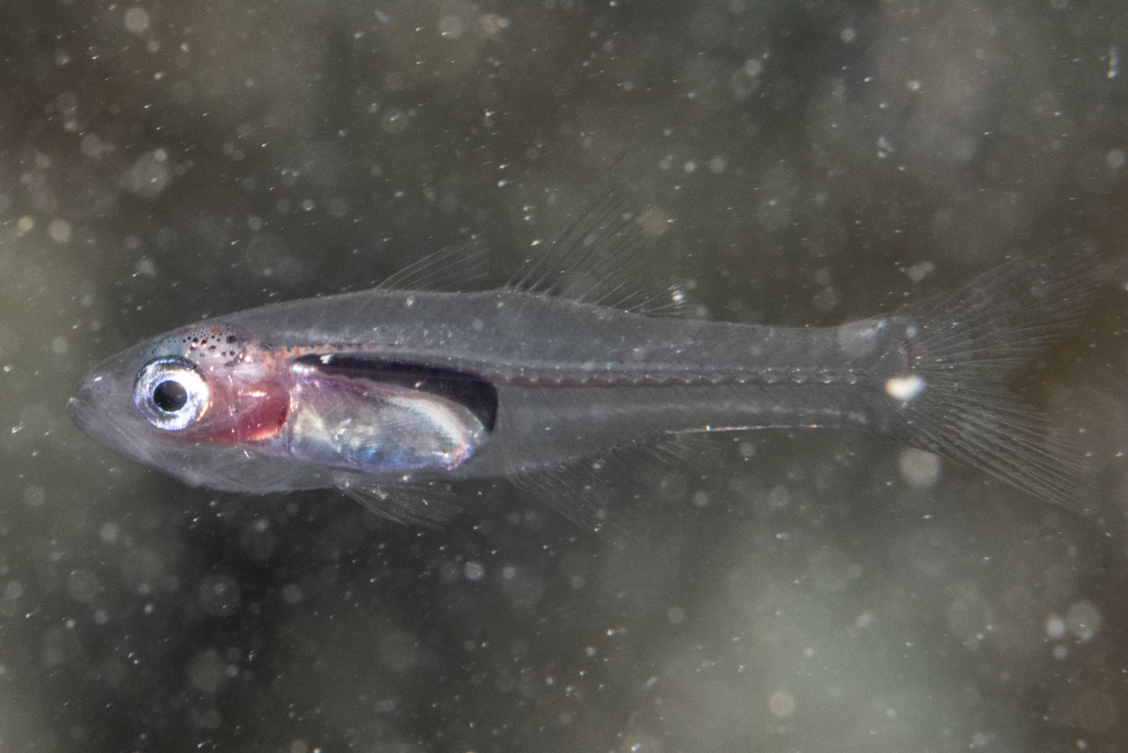 Frail Cardinalfish photo 3