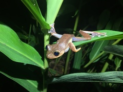 Bokermannohyla hylax