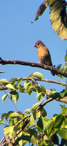 Blue Grosbeak