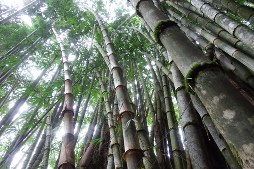 Image of Dendrocalamus asper by (c) Anna Hess, some rights reserved (CC BY)
