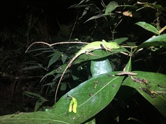 Enyalius iheringii