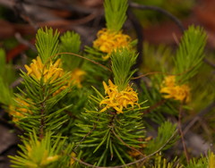 Persoonia chamaepitys
