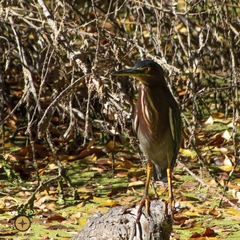 Butorides virescens