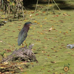 Butorides virescens