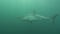 Carcharodon carcharias